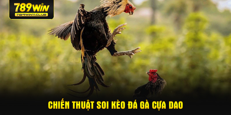 Chiến thuật soi kèo đá gà cựa dao