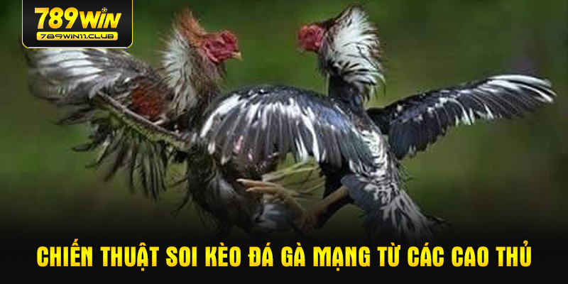 Chiến thuật soi kèo đá gà mạng từ các cao thủ