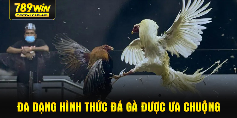 Đa dạng hình thức đá gà được ưa chuộng