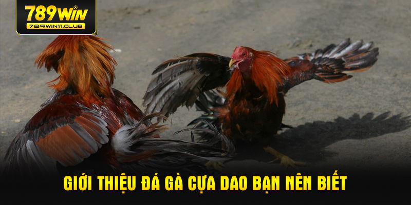Giới thiệu đá gà cựa dao bạn nên biết