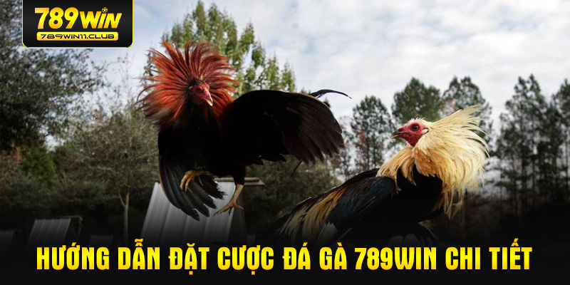 Hướng dẫn đặt cược đá gà 789WIN chi tiết