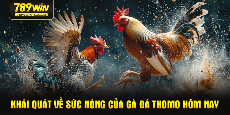 Khái quát về sức nóng của gà đá Thomo hôm nay
