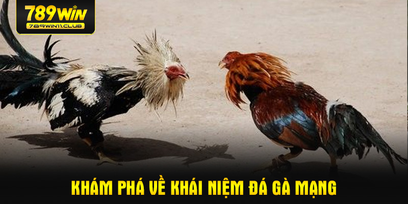 Khám phá về khái niệm đá gà mạng