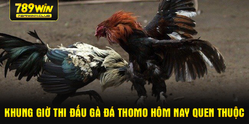 Khung giờ thi đấu gà đá Thomo hôm nay quen thuộc