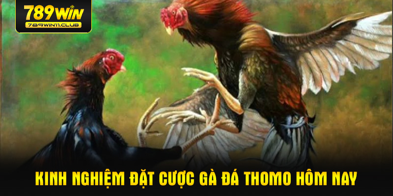 Kinh nghiệm đặt cược gà đá Thomo hôm nay