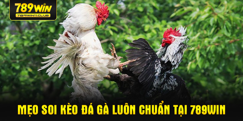 Mẹo soi kèo đá gà luôn chuẩn tại 789WIN