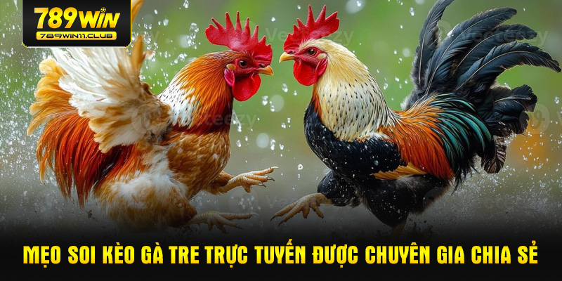 Mẹo soi kèo gà tre trực tuyến được chuyên gia chia sẻ
