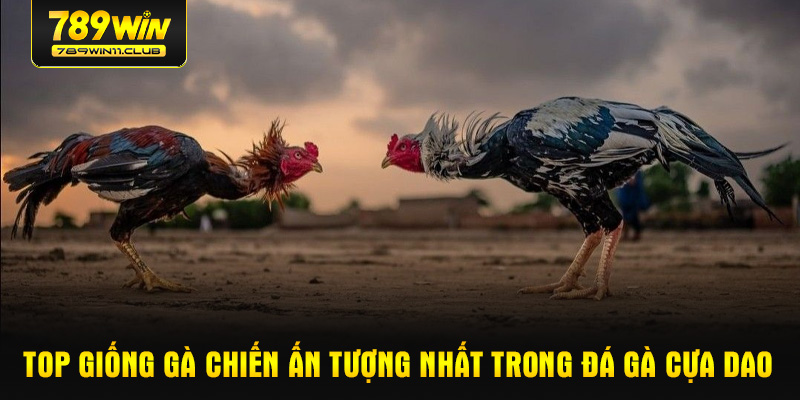 Top giống gà chiến ấn tượng nhất trong đá gà cựa dao